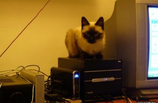 Кошачья любовь к компьютерам (30 фото)