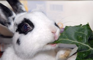  Забавные кролики (38 Фото)