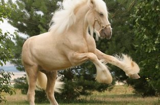 Необычные лошади (30 фото)