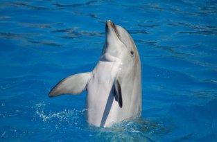 Фотографии дельфинов