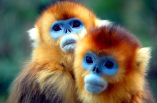  Золотистые курносые обезьяны (12 фото)