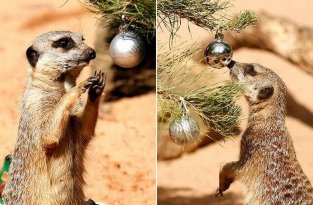  Рождество у животных в зоопарках (17 фото)