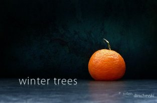  Просто красиво - зимние деревья из апельсина (7 фото)