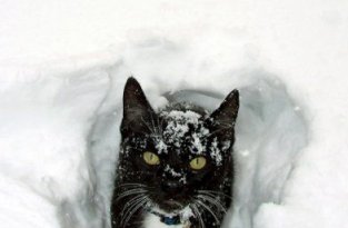  Коты и снег (22 Фото)