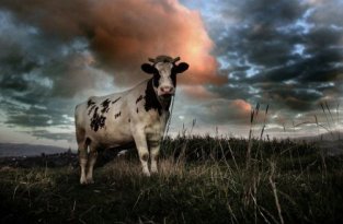 Про коров (45 Фото)