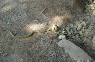 Змея ест лягушку (20 фотографий)