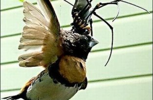 Насекомые, которые кушают птиц (11 фотографий)