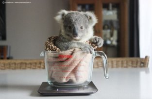  Спасение коалы (4 фото)