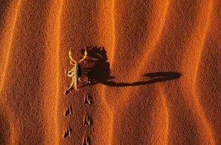 Жизнь в пустыне (50 фотографий)