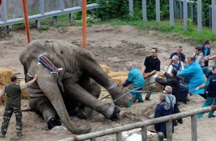 Зачем они мучают слона (3 фотографии)