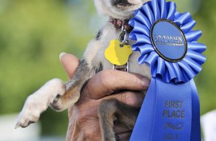 Американский конкурс на самую страшную собачку