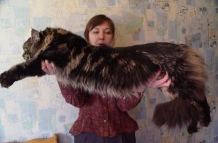 Большие кошки (69 фотографий)