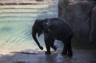 Новый слоновий вольер в зоопарке Вашингтона (8 фото)