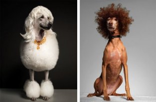 Собаки, которые фотографируются для модного журнала