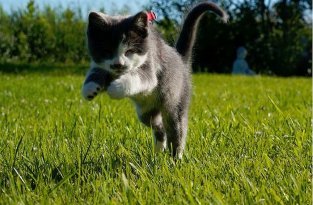 Слепой котенок (13 фото)