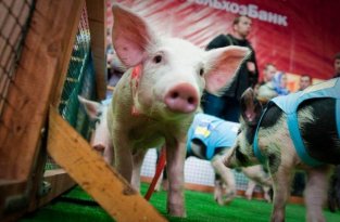 Олимпийские игры свиней (19 фото)