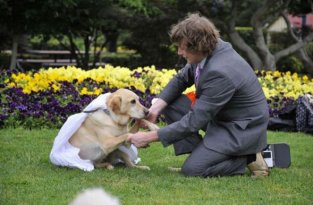 Мужчина женился на своей собаке (17 фото)