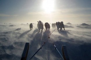 Собаки, снег, сани (30 фото)