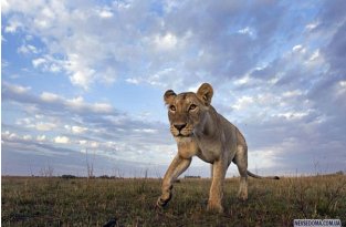 Охота на зебру (7 фото)