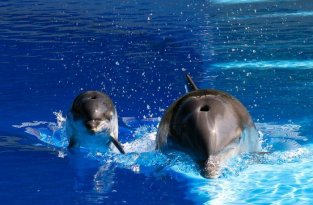 Дельфины (25 фото)