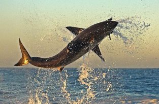 Прыгающая акула (9 фото)