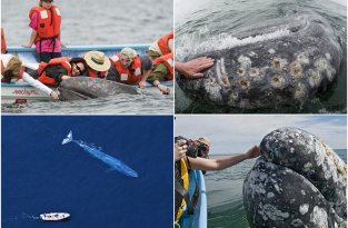 Самые дружелюбные киты на свете (13 фото)