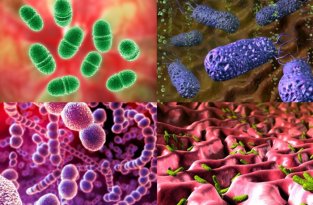 Бактерии под микроскопом (13 фото)