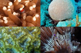 Кораллы, нуждающиеся в защите (10 фото)