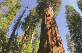 Старейшие деревья на планете (13 фотографий)