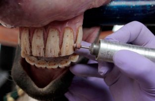Лошадиный стоматолог (12 фото)