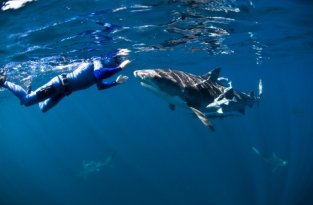 Огромные дружелюбные акулы (8 фото)