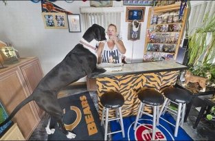 Самая высокая собака - дог Нова (4 фотографии)