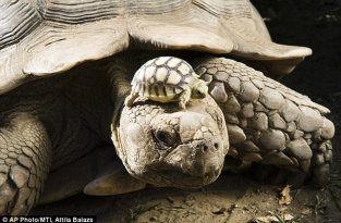 Шпороносная черепаха (5 фотографий)