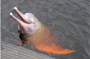 В реке Амазонке водятся розовые речные дельфины (2 фото)