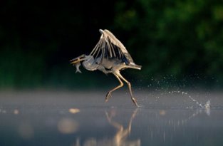 Лучшие фотографии дикой природы за 2011 год (33 фото)