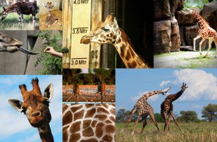 10 фактов о жирафах