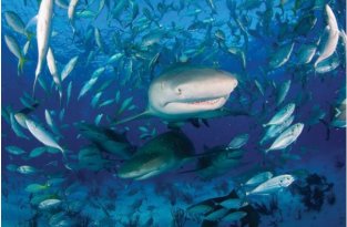 Акулы вблизи: «пастух акул» Джим Абернети (19 фото)