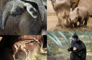 Новорожденные детеныши зоопарков (10 фото)
