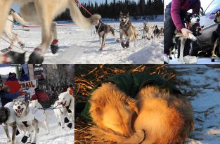 Гонки на собачьих упряжках Iditarod 2011 (21 фото)