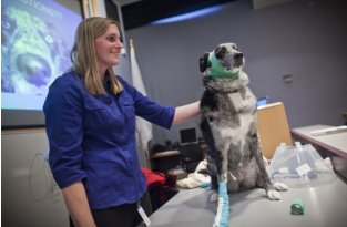 Скорая помощь для домашних животных в аэропорту (7 фото)