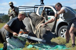 Cрезают рога носорогам, чтоб спасти их (4 фото)