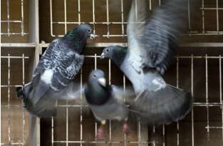 Выращивание бельгийских спортивных голубей - национальное хобби бельгийцев (4 фото)
