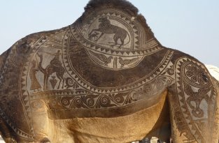 Верблюжий арт (14 фото)