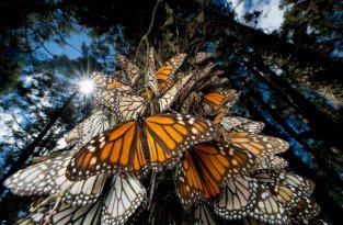 Миграция бабочек – монархов (25 фото)
