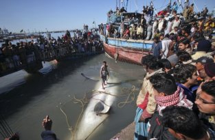 Китовая акула на побережье Пакистана (8 фото)