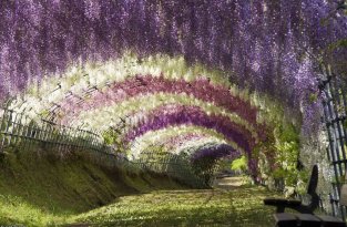 Парк цветов Асикага (43 фото)