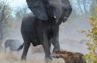 Слониха отбила у гиен своего малыша (7 фото)
