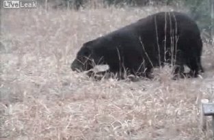 Необычное передвижение медведя