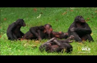 Карликовое шимпанзе