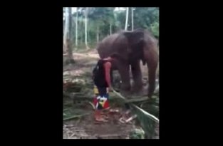 Слон отправил в нокаут туристов